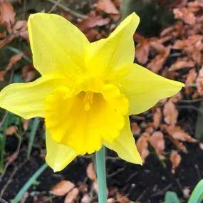 Carlton Daffodil (Narcissus Carlton) Hero Img